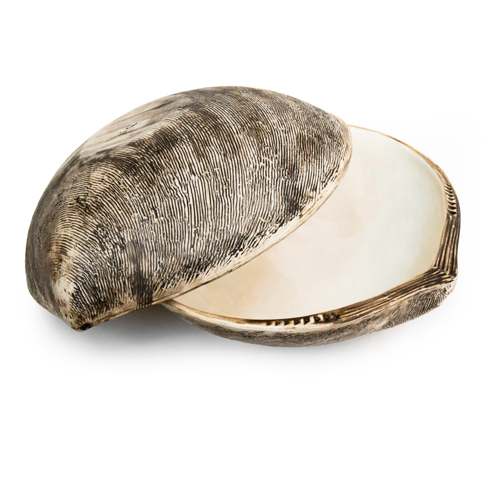 Shell Salad Bowl